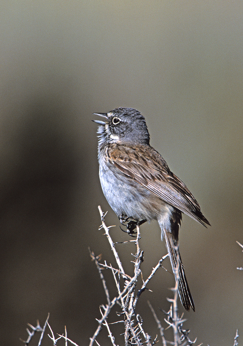 Sagebrush Sparrow (Amphisiospiza nevadensis)
